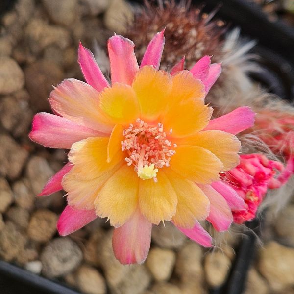 Hybride Funkenmariechen